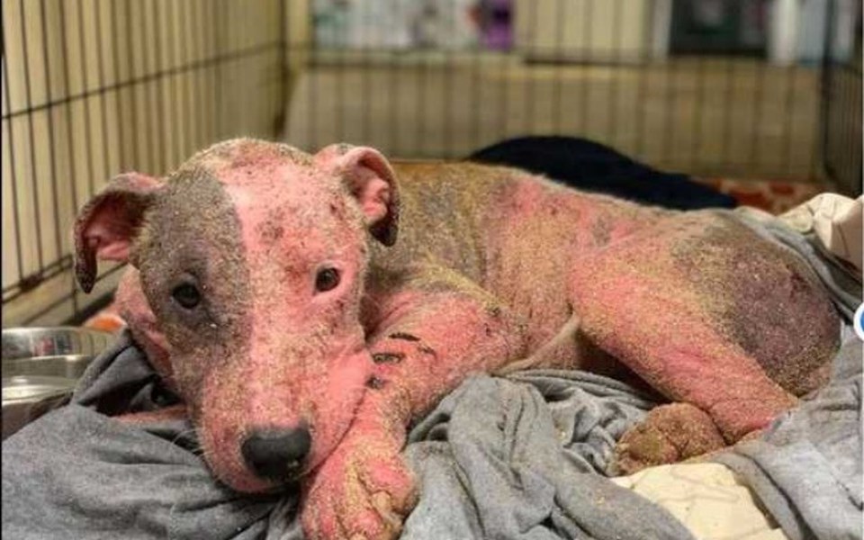 
        Zbiórka Zbiórka dla suczki Snokie - zdjęcie główne
    