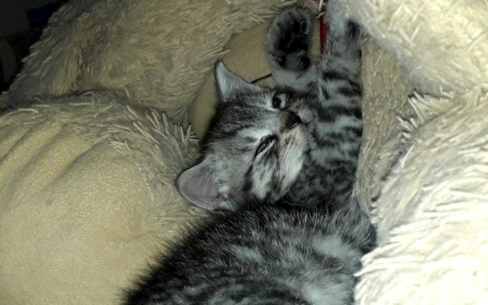 
        Zbiórka Leczenie malutkiego kotka. - zdjęcie główne
    