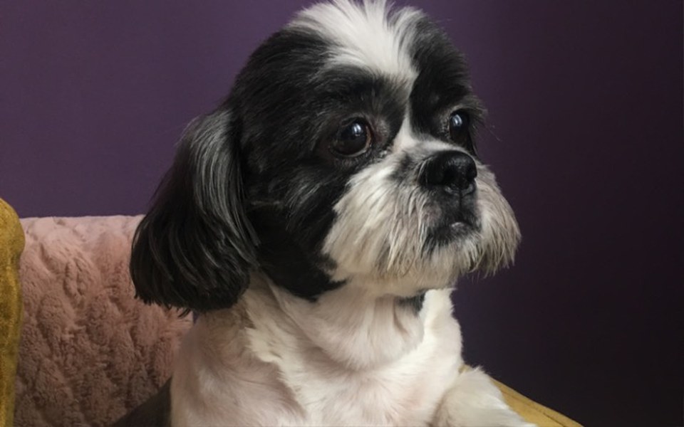 
        Zbiórka Chore łapki Tofika - zdjęcie główne
    