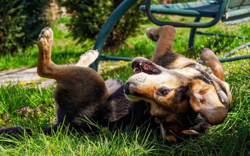 Zbiórka Bilet czeka na swój domek - zdjęcie główne