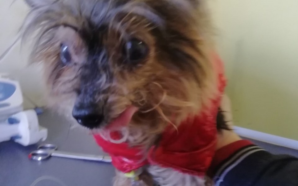 
        Zbiórka Zbiórka na leczenie dla Żoli - zdjęcie główne
    