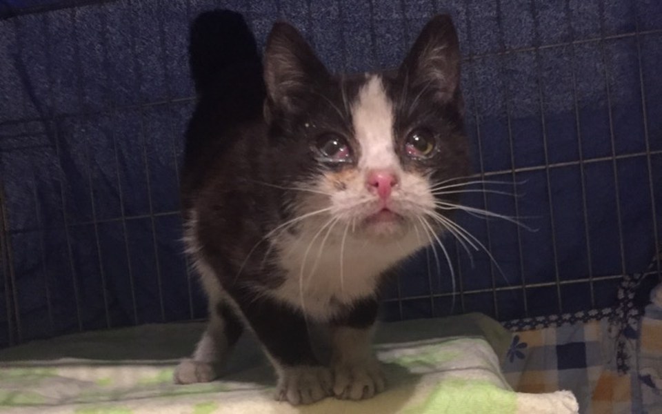 
        Zbiórka Nie zawiedźmy go kolejny raz ... - zdjęcie główne
    