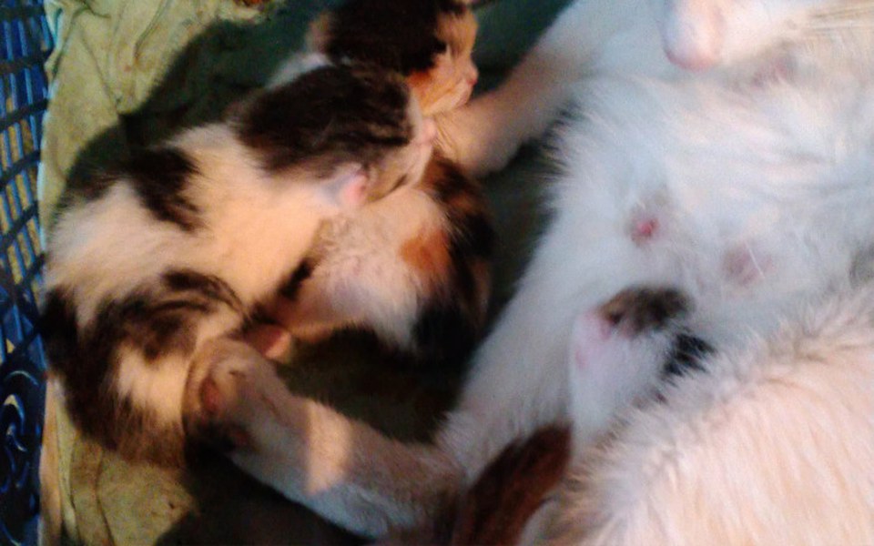 
        Zbiórka Na porzucone kotkisterylizacja - zdjęcie główne
    