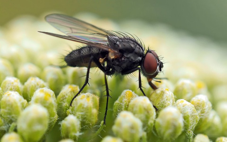 
        Zbiórka Rehabilitacja muchy Alicji - zdjęcie główne
    