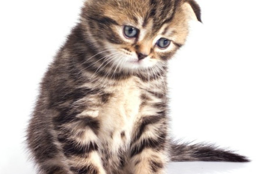 
        Zbiórka pieniądze przekaże na schroniska - zdjęcie główne
    