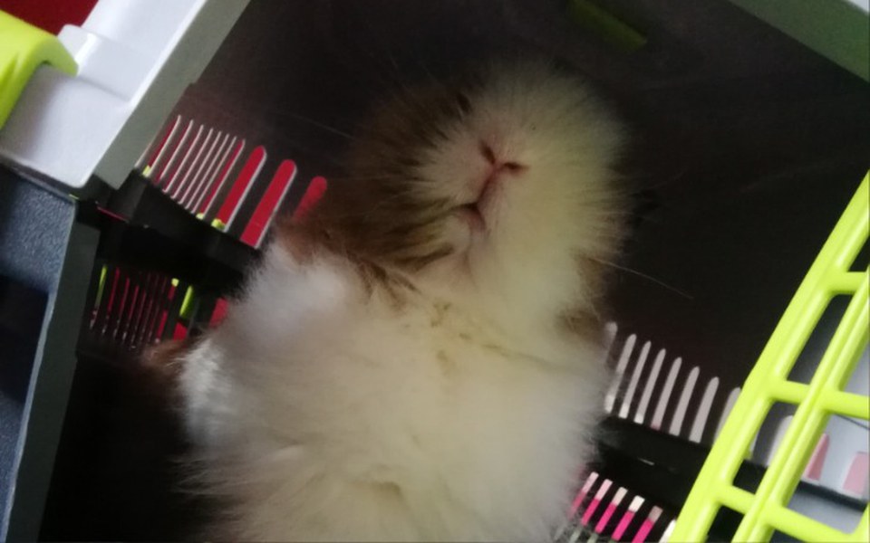 
        Zbiórka Zbieram na klatkę dla królika - zdjęcie główne
    