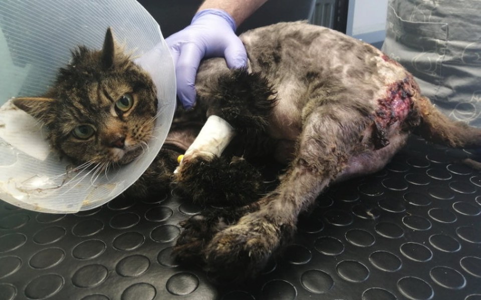 
        Zbiórka Żywcem zjadany przez larwy POMÓŻ - zdjęcie główne
    