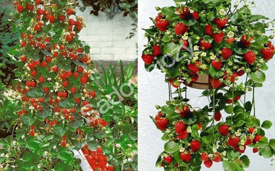 
        Zbiórka Wyjazd do Szkocji do pracy - zdjęcie główne
    