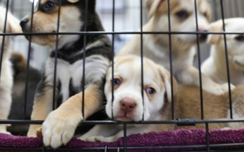 Zbiórka Pomoc schroniskom na karmę. - zdjęcie główne