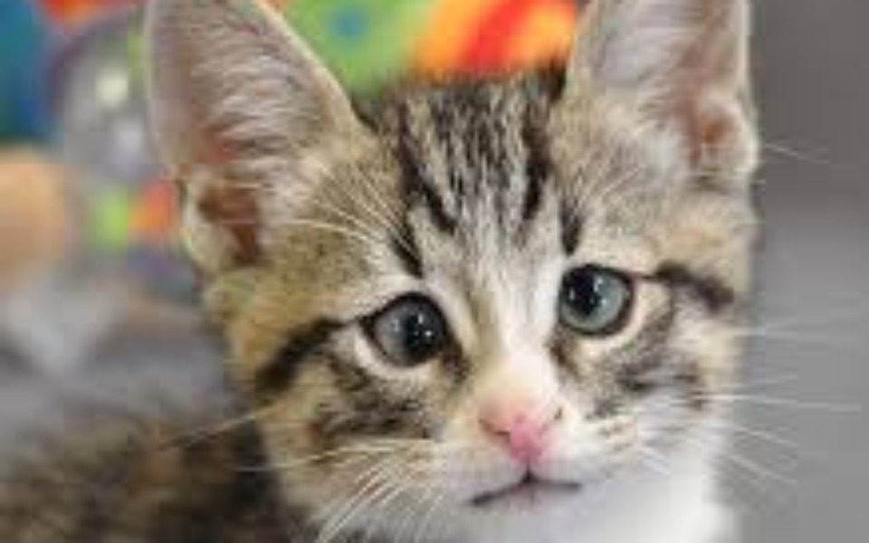 
        Zbiórka pomaganie kotką i pieską .... - zdjęcie główne
    