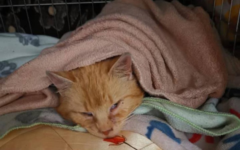 
        Zbiórka Zbiórka dla Rudego - zdjęcie główne
    