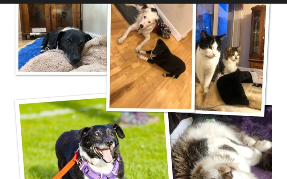 Zbiórka Kilometry dla schroniska - zdjęcie główne