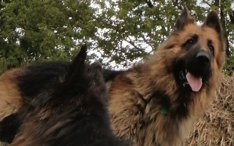 
        Zbiórka Ooeracja mojego psa - zdjęcie główne
    