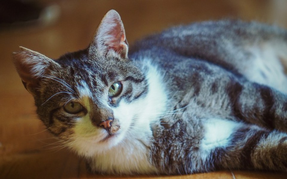 Zbiórka Urodzinowa zbiórka Marty - zdjęcie główne