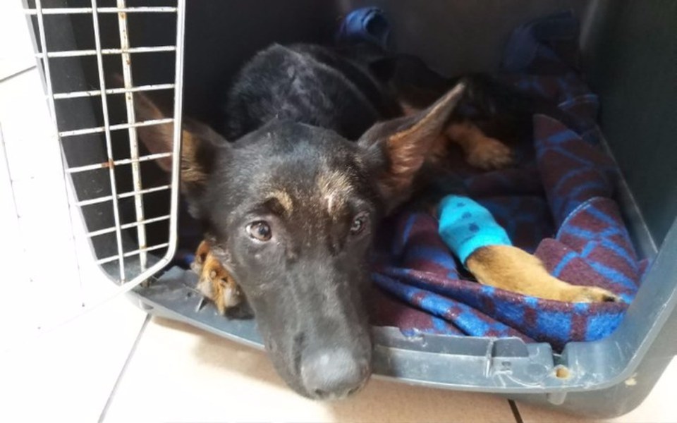 
        Zbiórka Schronisko 12 - zdjęcie główne
    