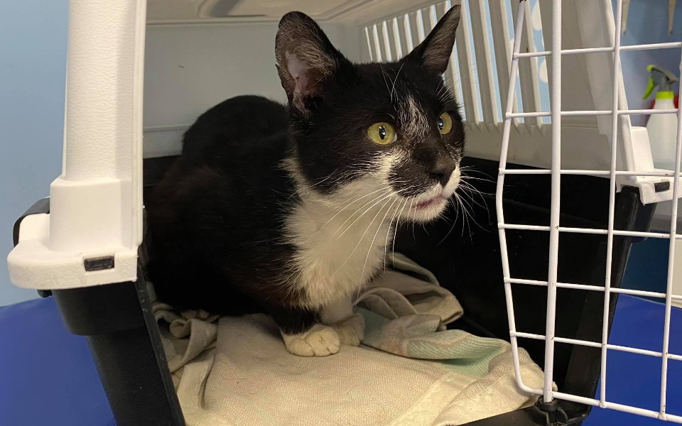 
        Zbiórka Kot, który otrzymał wyrok... - zdjęcie główne
    