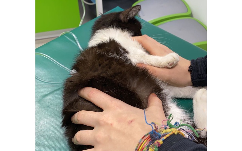 Zbiórka Pomoc umierającej Frani - zdjęcie główne