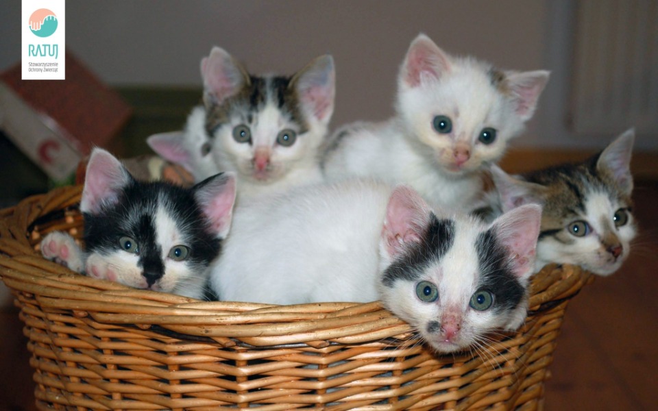 
        Zbiórka Karma dla kociąt z RATUJ - zdjęcie główne
    