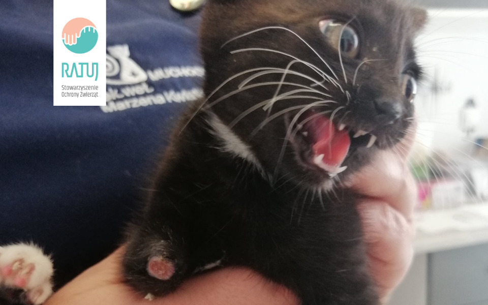 Zbiórka Kociątko z obciętą łapką - zdjęcie główne