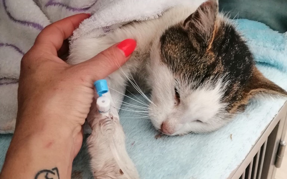 
        Zbiórka Zbiórka na leczenie kotki - zdjęcie główne
    