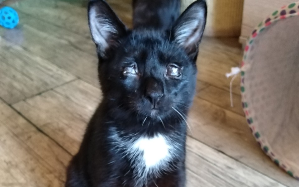 Zbiórka Przetrwanie Niebieskiej Sfory - zdjęcie główne