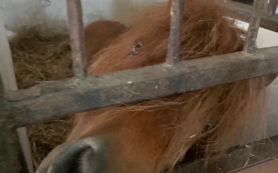 
        Zbiórka Pomóżmy Gizmo i ET - zdjęcie główne
    