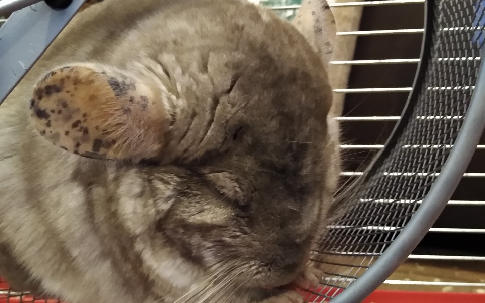 
        Zbiórka Na większą klatkę dla szynszylka - zdjęcie główne
    