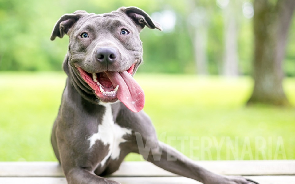 
        Zbiórka Karma do schroniska 5 - zdjęcie główne
    