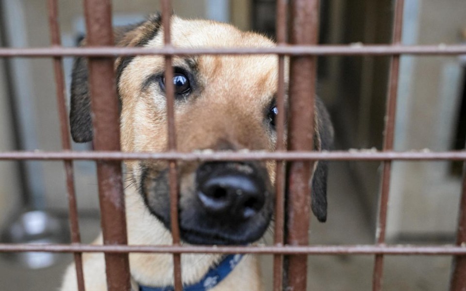
        Zbiórka Pomoc dla zwierząt . - zdjęcie główne
    