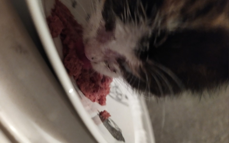 
        Zbiórka Na pomoc bezdomnym maluchom - zdjęcie główne
    