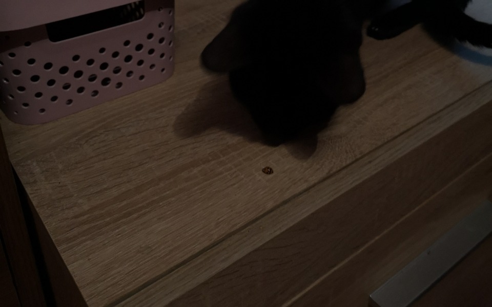 
        Zbiórka Na przeżycie do 15. - zdjęcie główne
    