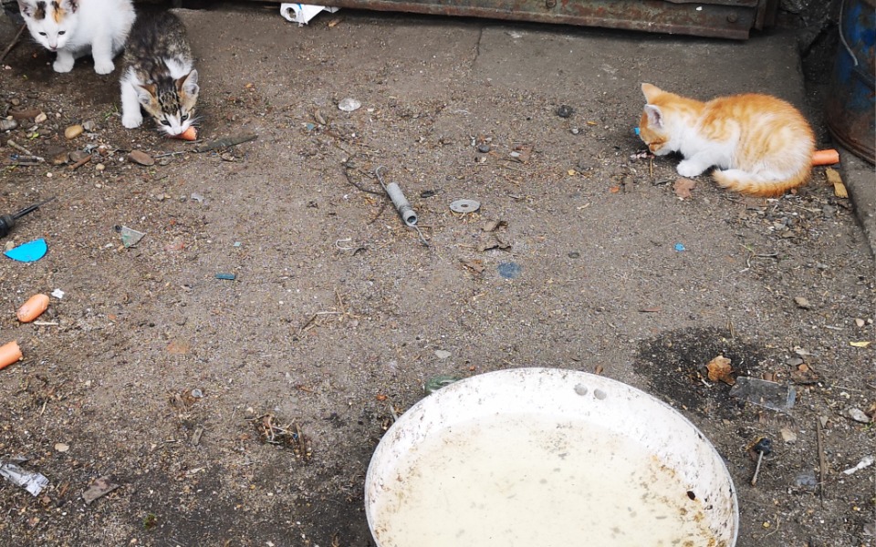 
        Zbiórka Jedzenie dla 12 kotków - zdjęcie główne
    