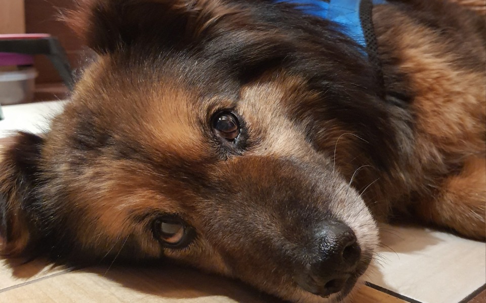 
        Zbiórka Hassan potrzebuje leczenia - zdjęcie główne
    