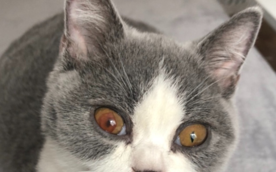 
        Zbiórka Leczenie chorego na fip Mozziego - zdjęcie główne
    