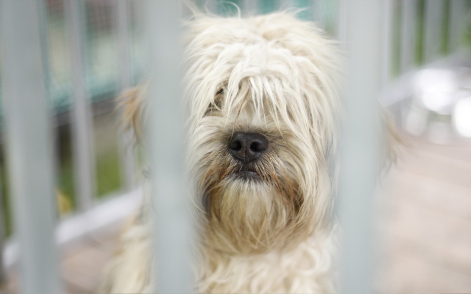 
        Zbiórka Bezpieczny transport zwierząt - zdjęcie główne
    