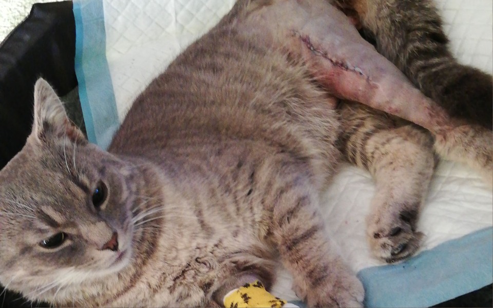 
        Zbiórka Leon z niesprawnymi łapkami - zdjęcie główne
    