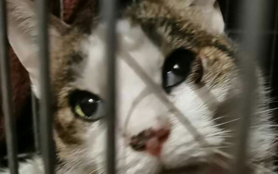 
        Zbiórka Antoś - kot po wypadku - zdjęcie główne
    