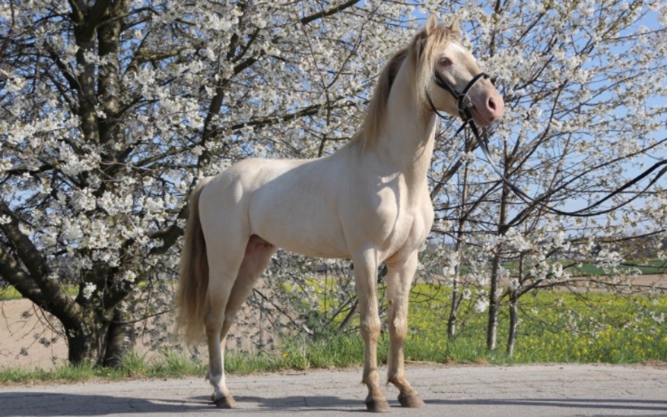 
        Zbiórka Nowy dom dla kuca - zdjęcie główne
    