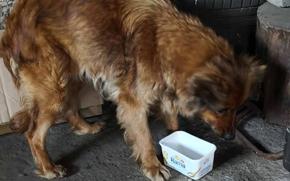 
        Zbiórka Sima-walka o ocalone cudem życie - zdjęcie główne
    