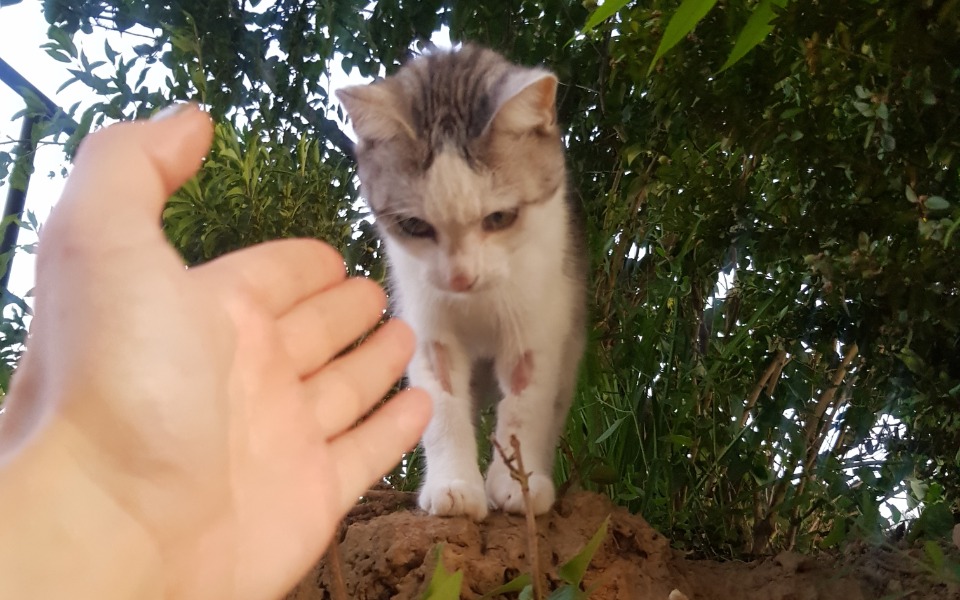 
        Zbiórka Szarek vs FIP - zdjęcie główne
    