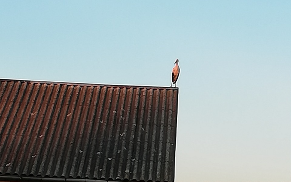 Zbiórka Pieniądze dla Babci. - zdjęcie główne