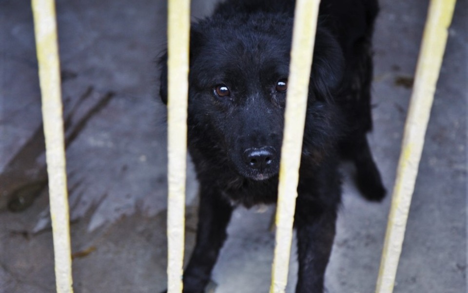 
        Zbiórka Zakup karm dla bezdomnych zwierz - zdjęcie główne
    