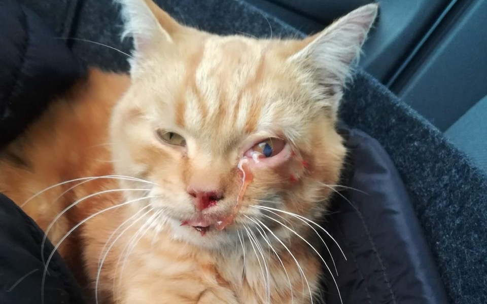 
        Zbiórka Nadzieja dla Rudego z wypadku - zdjęcie główne
    