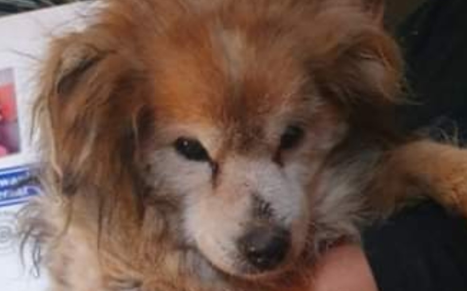 
        Zbiórka Puchatek - zdjęcie główne
    