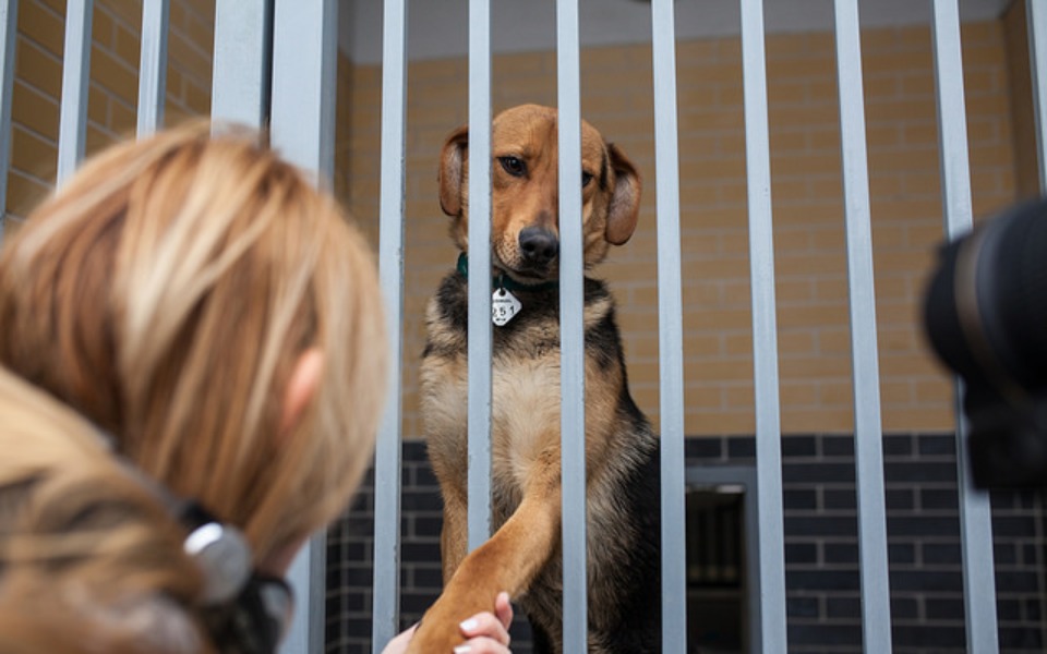 
        Zbiórka Na karme dla wrocławskiego schro - zdjęcie główne
    