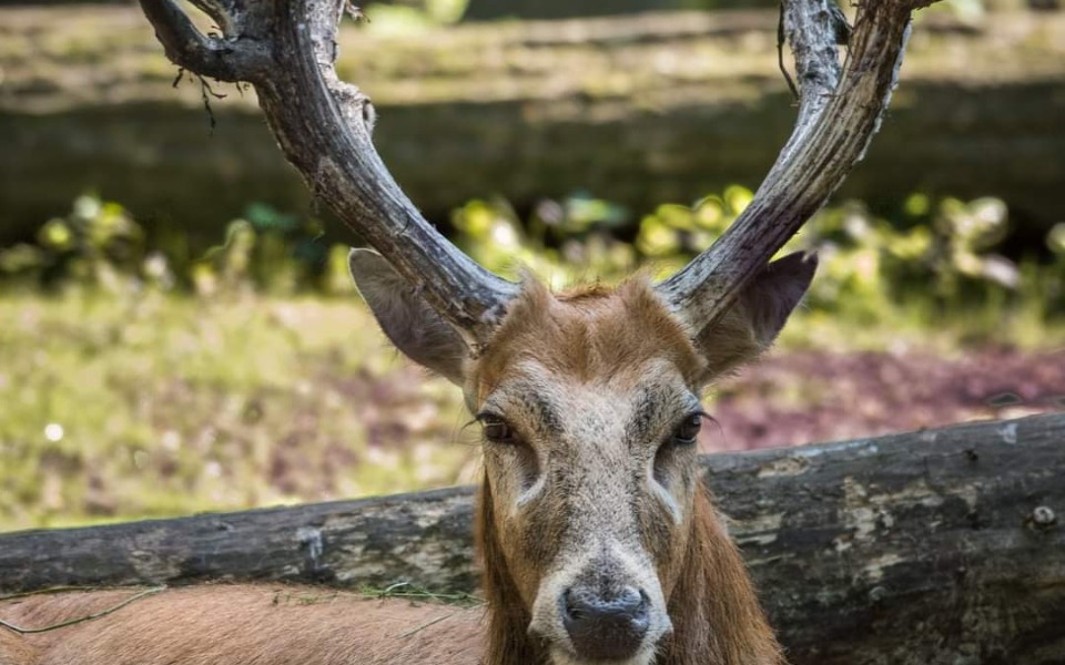 
        Zbiórka Ratunek dla zwierzat z ZOO WROCL - zdjęcie główne
    