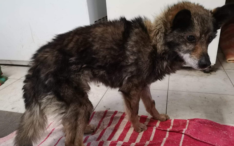 
        Zbiórka Błagamy o pomoc w ratowaniu psów - zdjęcie główne
    