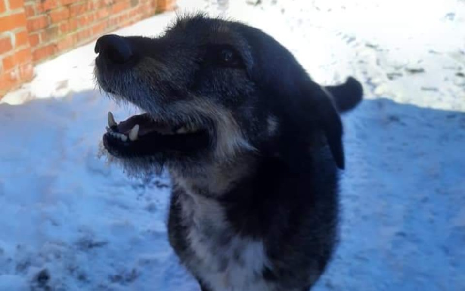 
        Zbiórka Na kastrację bezdomnego Kumpla - zdjęcie główne
    