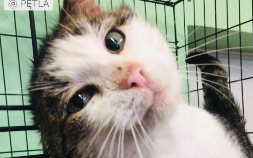 
        Zbiórka SamodzielnyDTkotyPoOperacjach - zdjęcie główne
    