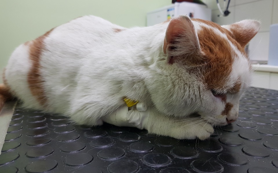 
        Zbiórka Karmelek walczy z panleukopenią - zdjęcie główne
    